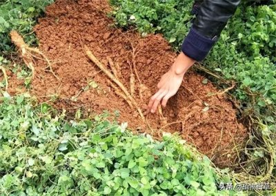 ​一种人参，俗称“臭参”，吃了忍不住放屁，但价值高，炖肉是一绝