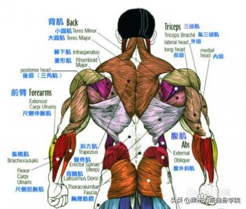 ​健身高手分水岭：圣诞树背肌，你敢挑战吗？