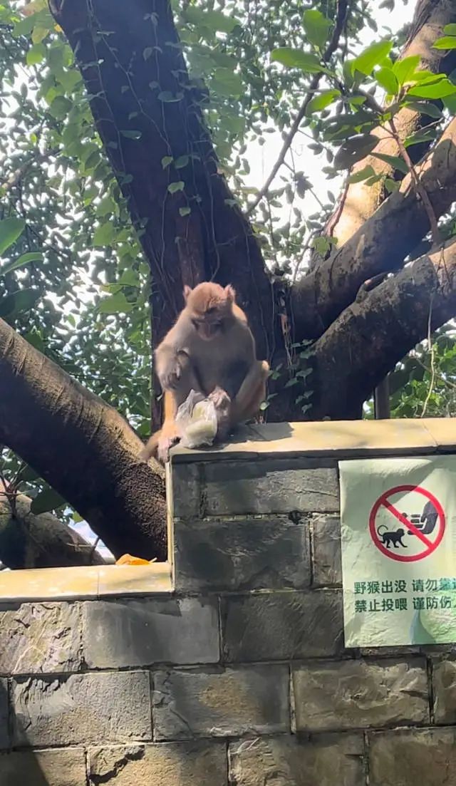 深圳塘朗山郊野公园的猕猴。