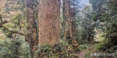 ​金丝楠木一棵价值上亿的绿色黄金，为何树苗仅售10元却无人问津？