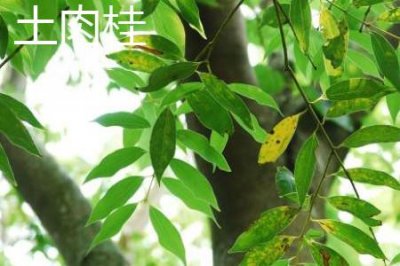 ​土肉桂和天竺桂的区别