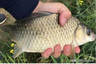 ​春季钓鲫必须知道的“5大核心技巧”，学会了大鱼咬竿不停