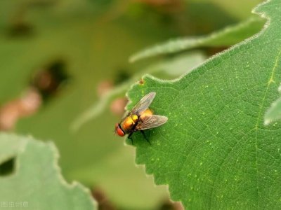 ​家里有苍蝇不用愁，教你3个灭蝇妙招，再也不怕苍蝇干扰，真实用