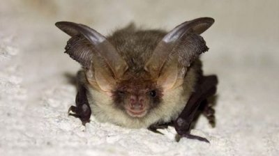 ​马蹄蝠是什么（简述马蹄蝠是什么）