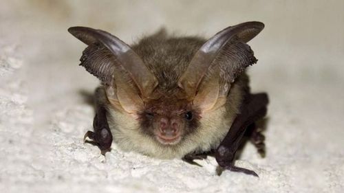 马蹄蝠是什么（简述马蹄蝠是什么）