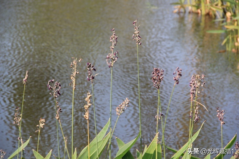 江苏省北部宿迁和新沂间湖泊，骆马湖