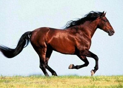 ​千里马难遇伯乐