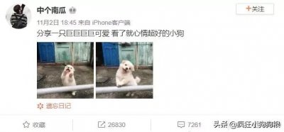 ​网友分享了两张土狗宝宝的照片，结果……全网都被治愈了