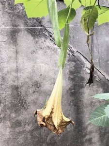 ​夫妻误食曼陀罗 真是很庆幸终经抢救抢回命