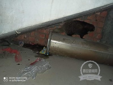 ​濒危动物猪獾现身居民区 汉阴公安救助后放归山林