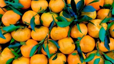 ​＂探索柑桔与柑橘：了解它们的相似之处和细微差别＂