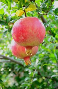 ​西安临潼石榴荣获“绿博会”金奖