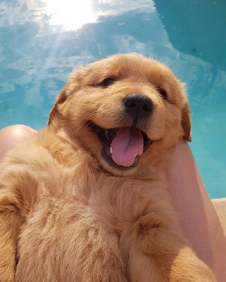 一组超治愈的金毛宝宝头像