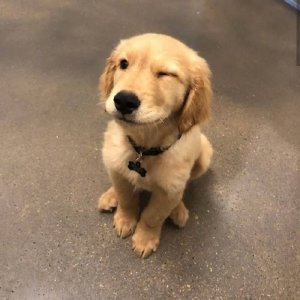 ​一组超治愈的金毛宝宝头像