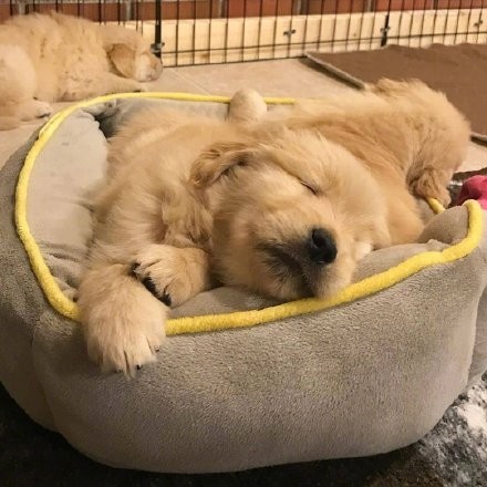 一组超治愈的金毛宝宝头像