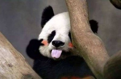 ​在我国是国宝的大熊猫，到了国外简直是“元首”啊