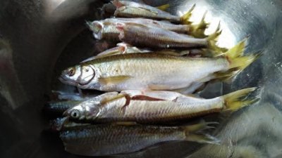 ​吃鱼不吐骨头，家常炸小鱼，记住这一步，炸出的小鱼外酥里嫩