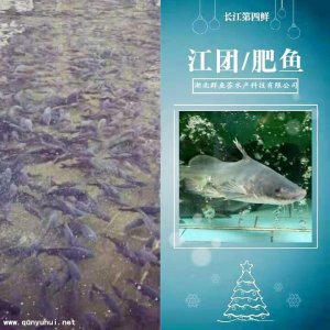 ​江团鱼多少钱一斤