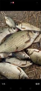 ​冬季大水库钓斤鲫最好的办法就是连续几天垂钓