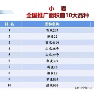 ​全国小麦品种，这10个品种最牛！种植面积前十小麦品种