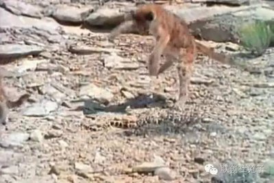 倒霉加州王蛇，刚吓退美洲狮又被老鹰盯上