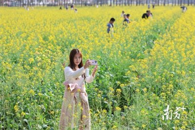 城视｜金黄花海里，在珠海这里拥抱浪漫春天
