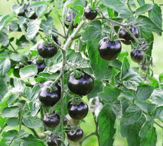 ​农村几类效益高成本低的特色蔬菜，种植前景不错，稳当没风险