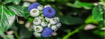 ​蓝莓树几年结果
