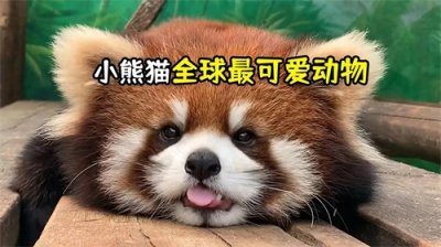 ​国家二级保护宝藏：小熊猫的萌态与生存挑战