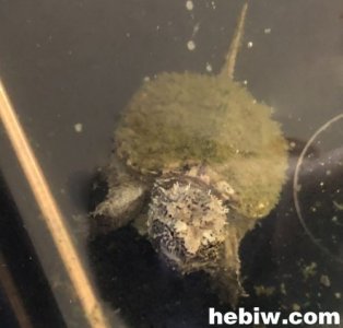 ​鹤壁市民在淇河捕获一只鳄龟，森林公安提醒：鳄龟会破坏生态平衡别随意放生