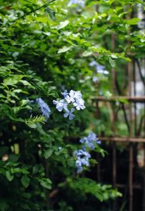 ​李白的经典爱情诗——秋风词