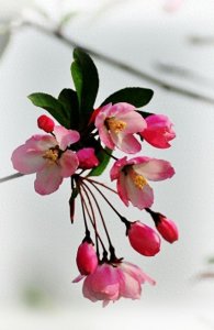 ​海棠种类有多少，科普点常见的品种