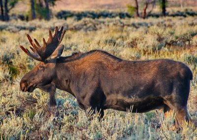 ​你没听过的人间美味(犴鼻)